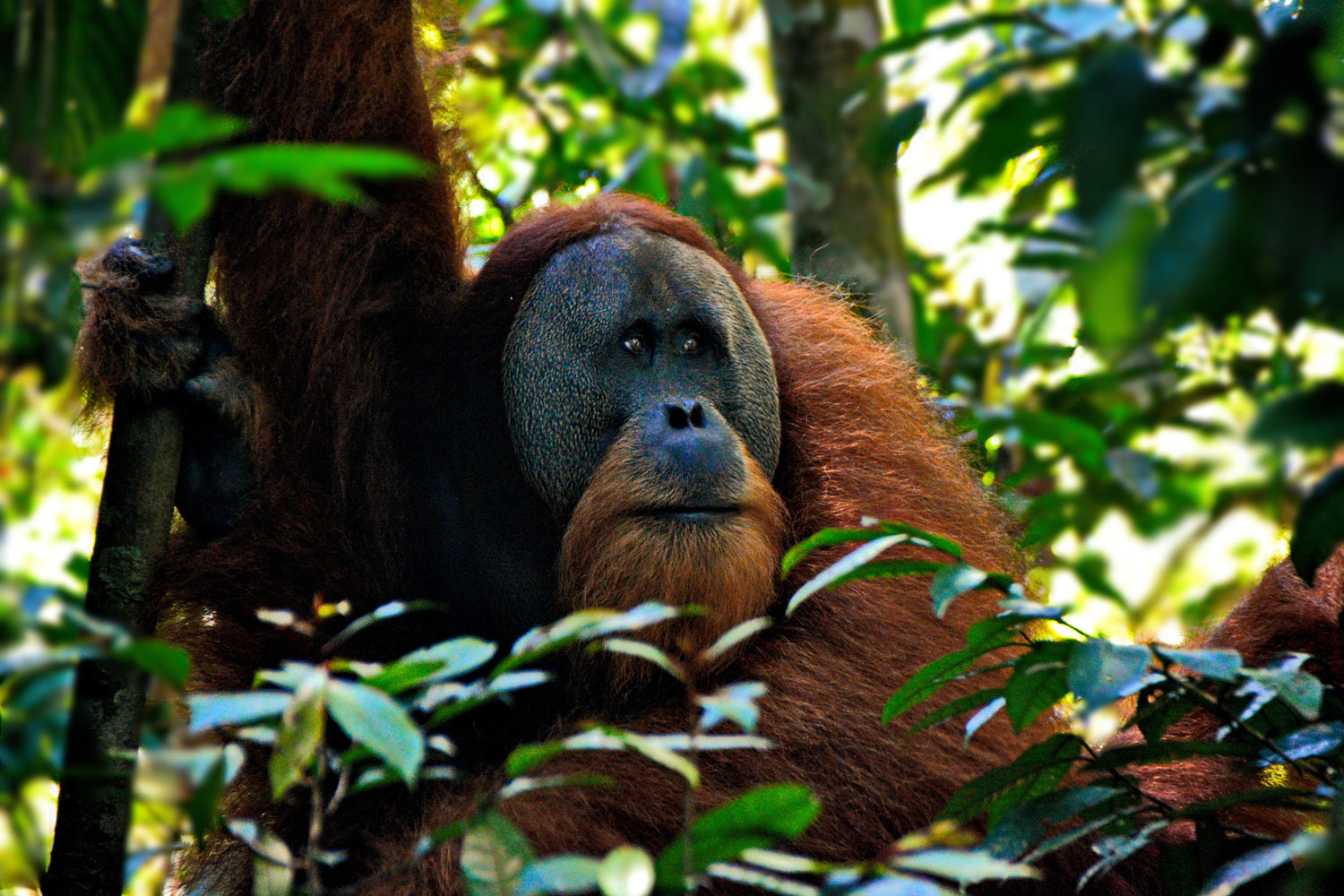 Ein Orang-Utan sitzt im Baum und ist umgeben von dichter Vegetation.